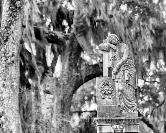 Savannah_9850
