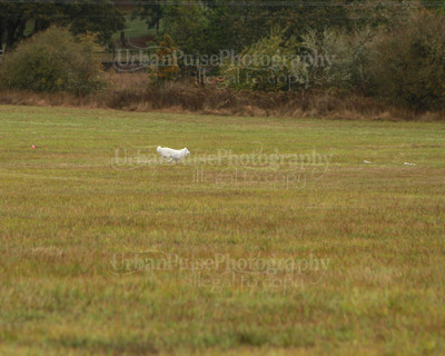SCA2016_LURE COURSING-7392