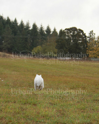 SCA2016_LURE COURSING-7421