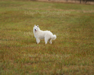 SCA2016_LURE COURSING-7404
