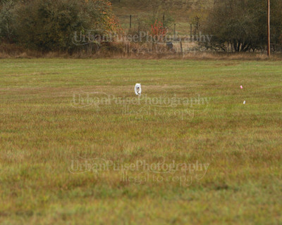 SCA2016_LURE COURSING-7399