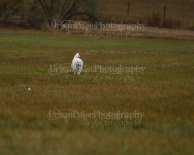 SCA2016_LURE COURSING-7533