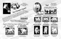 Bulletin Ad Poetry in Motion Litter BW