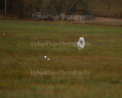 SCA2016_LURE COURSING-7534