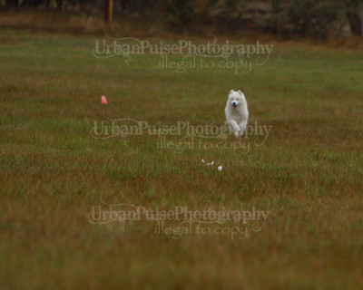 SCA2016_LURE COURSING-7525