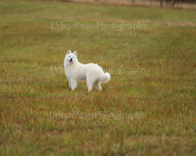 SCA2016_LURE COURSING-7407
