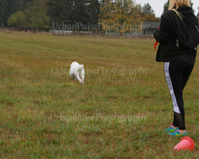 SCA2016_LURE COURSING-7643