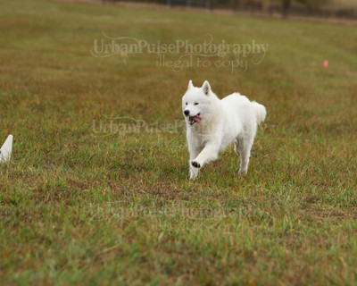 SCA2016_LURE COURSING-7412