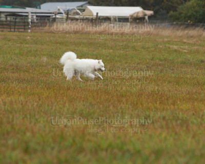 SCA2016_LURE COURSING-7755