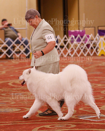 SCA2019 D BRED BY-9659