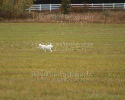 SCA2016_LURE COURSING-7390