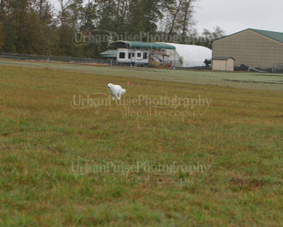 SCA2016_LURE COURSING-7669