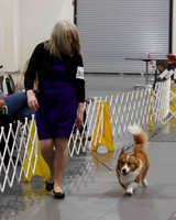 CWCCA MEGAN RED-SABLE D-2770