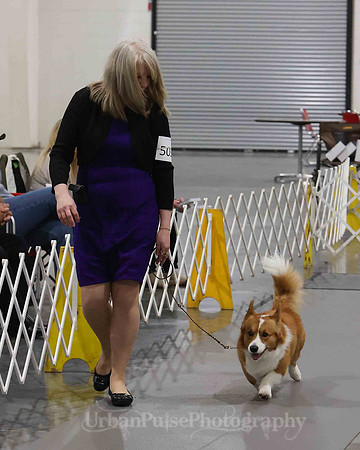 CWCCA MEGAN RED-SABLE D-2770