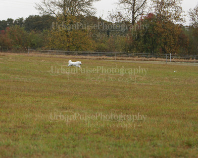 SCA2016_LURE COURSING-7434