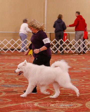 SCA2019 BEST OF-0669 BRED BY