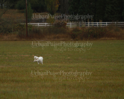 SCA2016_LURE COURSING-7520