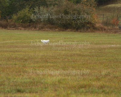 SCA2016_LURE COURSING-7394