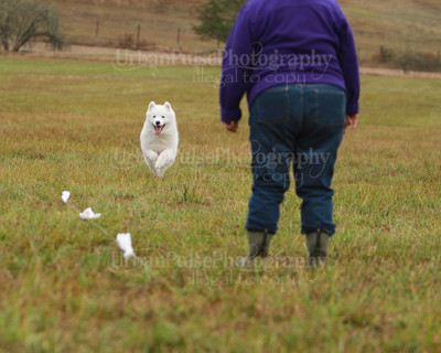 SCA2016_LURE COURSING-7477