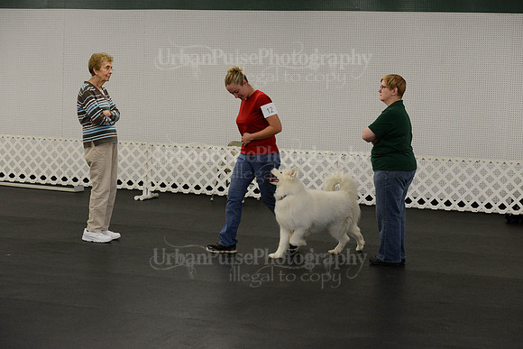 OBEDIENCE-RALLY-3861