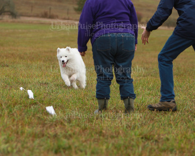 SCA2016_LURE COURSING-7479