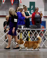 CWCCA MEGAN RED-SABLE D-2760
