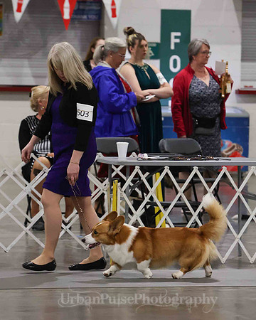CWCCA MEGAN RED-SABLE D-2760
