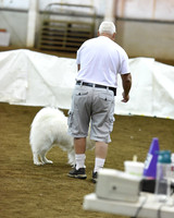 2016 AGILITY MON JWW NOVICE