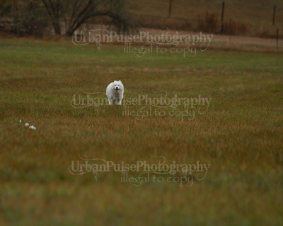 SCA2016_LURE COURSING-7535