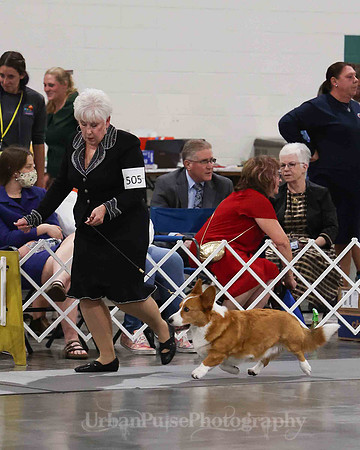 CWCCA MEGAN RED-SABLE D-2786