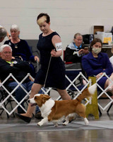 CWCCA MEGAN RED-SABLE D-2743