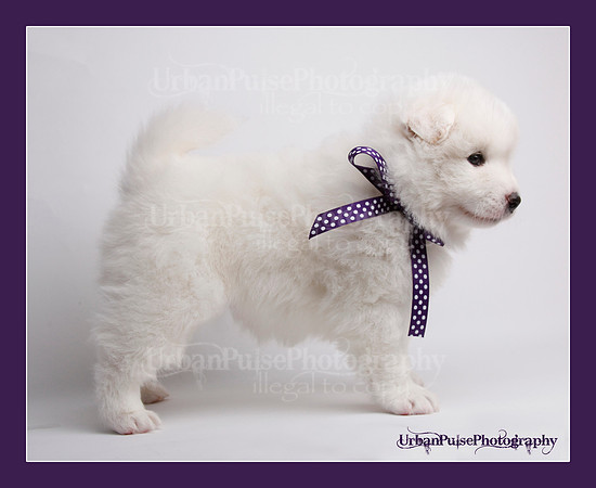 MARLOWE 4 WKS-0137