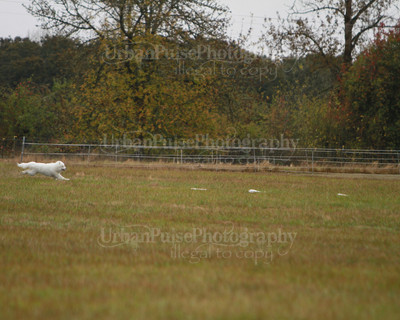 SCA2016_LURE COURSING-7490