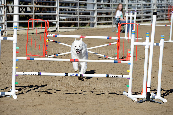 AGILITY-2013