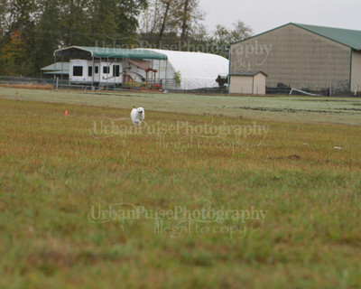 SCA2016_LURE COURSING-7440