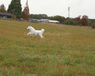 SCA2016_LURE COURSING-7454