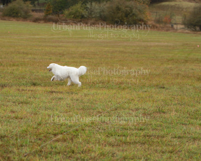 SCA2016_LURE COURSING-7456