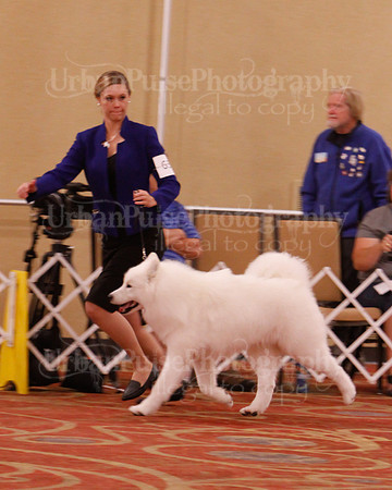 SCA2019 D BRED BY-9612