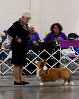 CWCCA MEGAN RED-SABLE D-2729