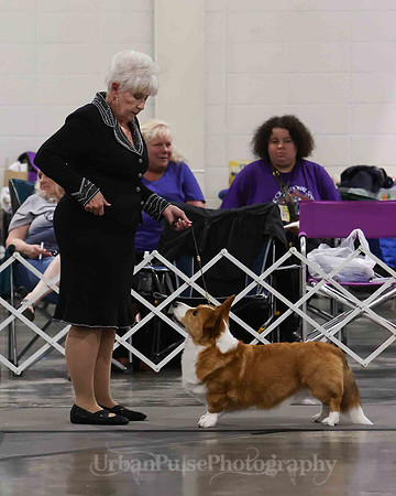 CWCCA MEGAN RED-SABLE D-2729