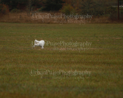 SCA2016_LURE COURSING-7517