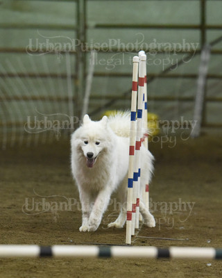 SCA2016_AG MON JWW NOVICE-1204