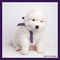 MARLOWE 4 WKS-0135