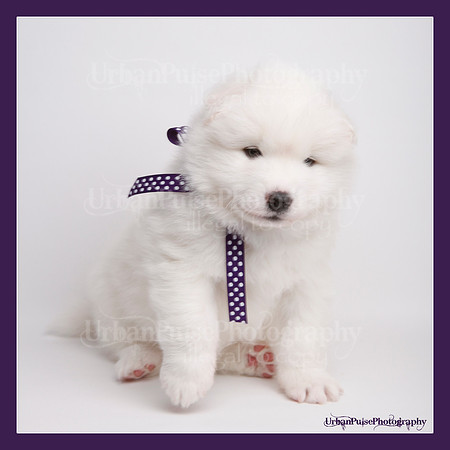 MARLOWE 4 WKS-0135