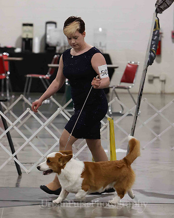CWCCA MEGAN RED-SABLE D-2749