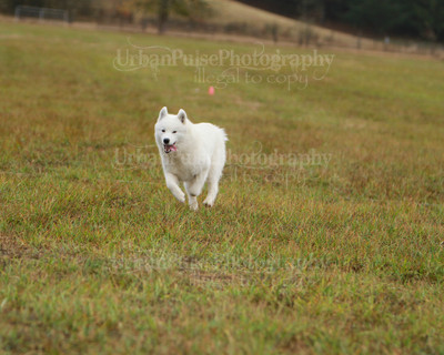 SCA2016_LURE COURSING-7410