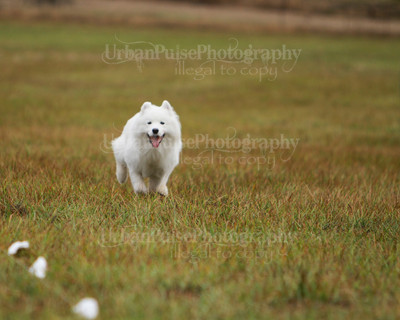 SCA2016_LURE COURSING-7476
