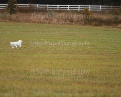 SCA2016_LURE COURSING-7462