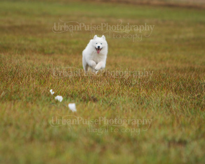 SCA2016_LURE COURSING-7472