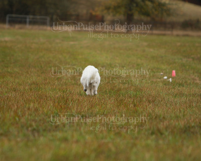 SCA2016_LURE COURSING-7488